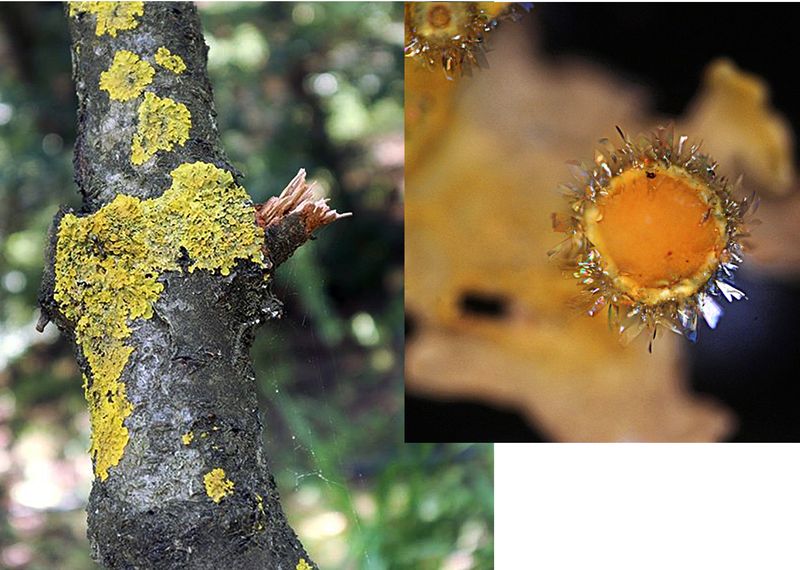 lichens%20and%20parietin_web